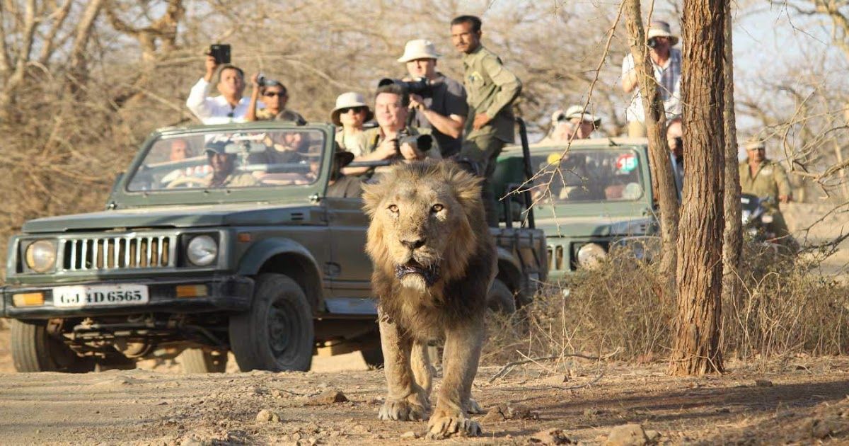 Gir Jungle Safari – Sasan Gir, Gujarat